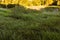 Beautiful shot of a green field with lots of lush trees in background on sunny day