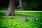 Beautiful shot of grey doves on the green grass