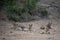 Beautiful shot of a group of lions resting on the ground