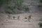 Beautiful shot of a group of lions resting on the ground