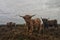 Beautiful shot of a group of long-haired highland cattle with a cloudy gray sky in the background