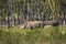 Beautiful shot of the group of rhino animals in the Nakuru Safari in Kenya