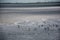 Beautiful shot of a group of seagulls preparing for flight on a beach