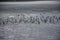 Beautiful shot of a group of seagulls preparing for flight on a beach