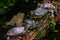 Beautiful shot of a group of turtles in a line on a log