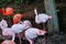 Beautiful shot of a group of vibrant flamingos near a pond