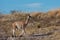 Beautiful shot of a guanaco in the field