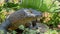 Beautiful shot of the head of a komodo dragon in nature