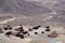 Beautiful shot of a herd of domestic yaks in a field during the day