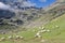 Beautiful shot of a herd of sheep grazing on a rural mountainside valley