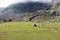 Beautiful shot of a herd of sheep grazing on a rural mountainside valley