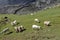 Beautiful shot of a herd of sheep grazing on a rural mountainside valley