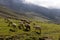 Beautiful shot of a herd of sheep grazing on a rural mountainside valley