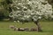 Beautiful shot of a herd of sheep in a pasture under a gorgeous tree with white flowers