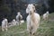 Beautiful shot of Himalayan long haired Goats herd in alpine pasture