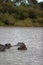 Beautiful shot of Hippos surfacing in the river in Africa