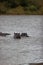 Beautiful shot of Hippos surfacing in the river in Africa