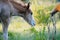 Beautiful shot of a horse eating in a farmland