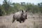 Beautiful shot of a huge rhinoceros with a blurred background