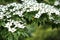 Beautiful shot of Hydrangea flower in the Royal Botanical Gardens in summer