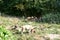 Beautiful shot of hyenas standing on the grass in the park with green trees and eating their hunt