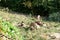 Beautiful shot of hyenas standing on the grass in the park with green trees and eating their hunt