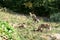 Beautiful shot of hyenas standing on the grass in the park with green trees ready for hunting