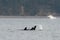 Beautiful shot of Killer Whales in the water with a background of a forest