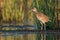 Beautiful shot of a King Rail (marsh hen) waterbird in a natural environment