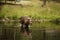 Beautiful shot of a large brown moose wading in a pond in a park