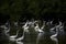 Beautiful shot of a large group of Great White Egret in the lake at daytime