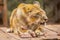 Beautiful shot of a lioness eating meat in the animal orphanage in Nairobi, Kenya