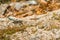 Beautiful shot of a lizard on the rocky surface in the park on a sunny day in Morocco