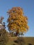 Beautiful shot of a lone large Aesculus tree with lush yellow foliage in field on autumn sunny day