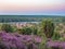 Beautiful shot of Lueneburg Heath field at full bloom in Lower Saxony, Germany