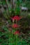 Beautiful shot of lycoris Radiata red flower in Kyoto in Japan