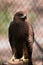 Beautiful shot of a majestic steppe eagle (Aquila nipalensis) on blurred background of grid fence