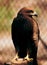 Beautiful shot of a majestic steppe eagle (Aquila nipalensis) on blurred background of grid fence