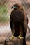 Beautiful shot of a majestic steppe eagle (Aquila nipalensis) on blurred background of grid fence