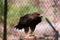 Beautiful shot of a majestic steppe eagle (Aquila nipalensis) on blurred background of grid fence, ready to take flight