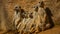 Beautiful shot of meerkats sitting near the wall - perfect for background