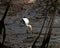 a beautiful shot of a milky stork looking for fish in wetland