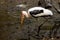 a beautiful shot of a milky stork looking for fish in wetland