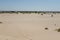 Beautiful shot of Monahans Sandhills State Park with a clear blue sky