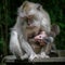 Beautiful shot of a mother rhesus macaque monkey and her child
