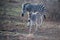 Beautiful shot of a mother zebra with her foal