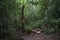 Beautiful shot of narrow muddy path surrounded by green lush vegetation, palm trees in jungle