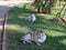 Beautiful shot of outdoor cats sitting and relaxing on a lawn