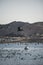 Beautiful shot of pelicans hunting fish