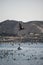 Beautiful shot of pelicans hunting fish